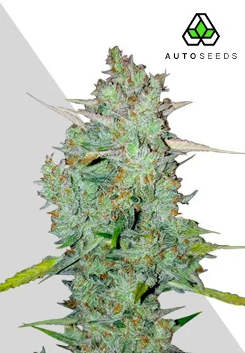Auto Seeds > Northern Lights Auto cannabis seeds, marijuana seeds, weed seeds