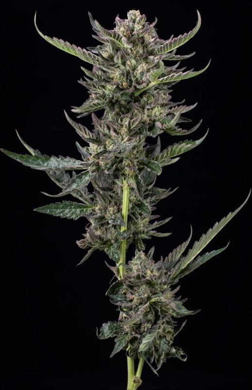 Notorious THC Humboldt Seed Co