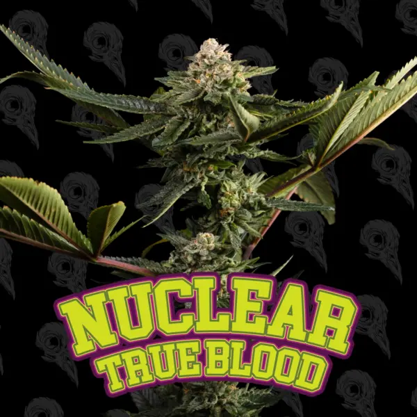 Nuclear True Blood Cannabis Seeds by Dirty Bird Genetics