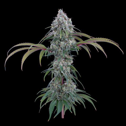 Ocifer Cannabis Seeds by Brother's Grimm