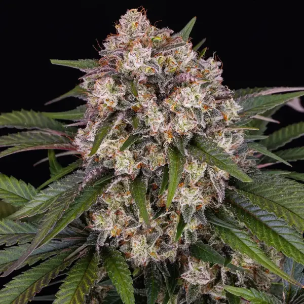 OG Kush Auto by Barney's Farm