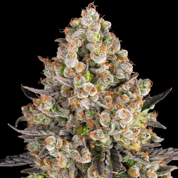 OG Kush (F) by Barney's Farm