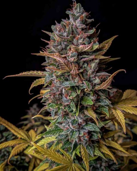 Mephisto Genetics > Orange Biscuits