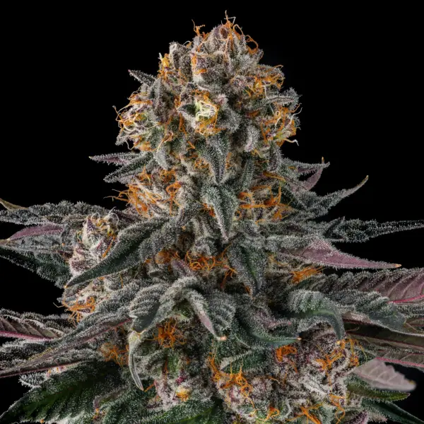 Orange Moon (F) by Compound Genetics