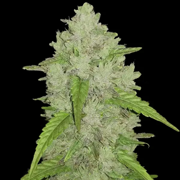 Original Amnesia Auto Haze Cannabis Seeds by Fastbuds