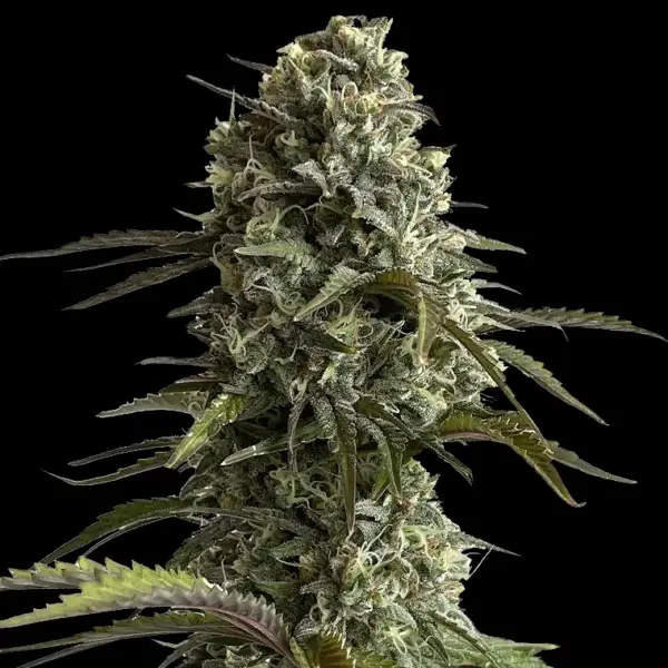 Original Auto Skunk Cannabis Seeds by Fastbuds