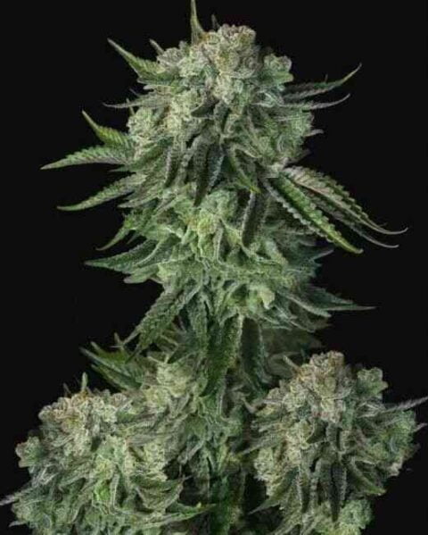 Fastbuds Original Moby Dick Auto