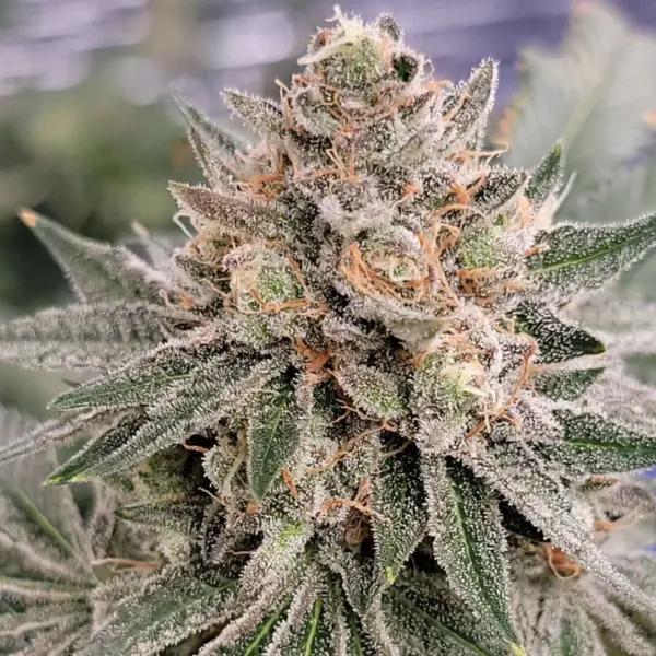 Original Z RBX Cannabis Seeds by In House Genetics