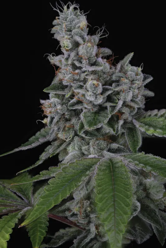Overpower > Sin City Seeds