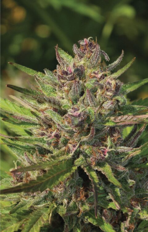 Purple Panty Dropper Auto