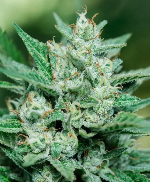 Papa Smurf Cannabis Seed by Atlas Seed