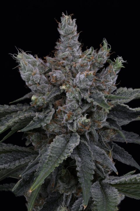 sin city seeds key lime pie drop papaya and lime weed seeds marijuana seeds cannabis seeds