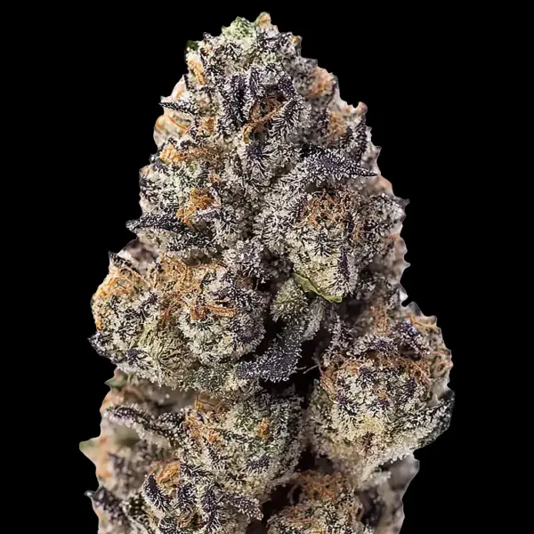 Papaya Sherbet Cannabis Seeds by Fastbuds