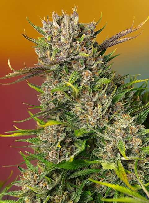 Close-up image of a Papaya Zoap Auto (F) cannabis plant showcasing its dense, frosty buds and vibrant green leaves set against a gradient backdrop of orange and red.