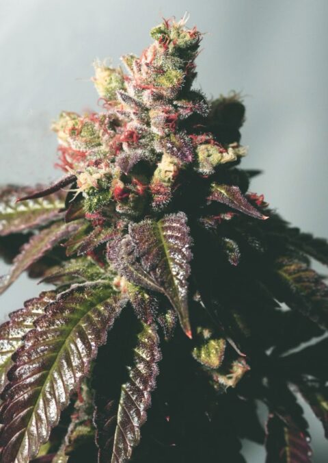 Close-up image of a flowering Passion Berry (F) cannabis plant with green and purple-tinged leaves and dense, trichome-covered buds.