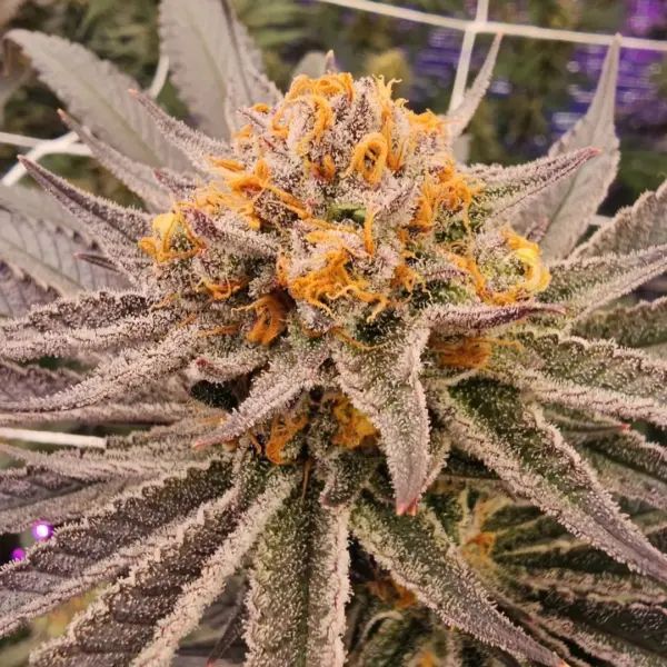 Permanent Zushi Cannabis Seeds by In House Genetics