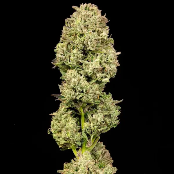 Pilot Light Auto by Atlas Seed