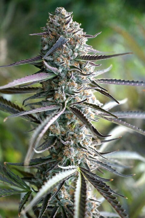 Humboldt Seed Organization Pineapple Chem Auto