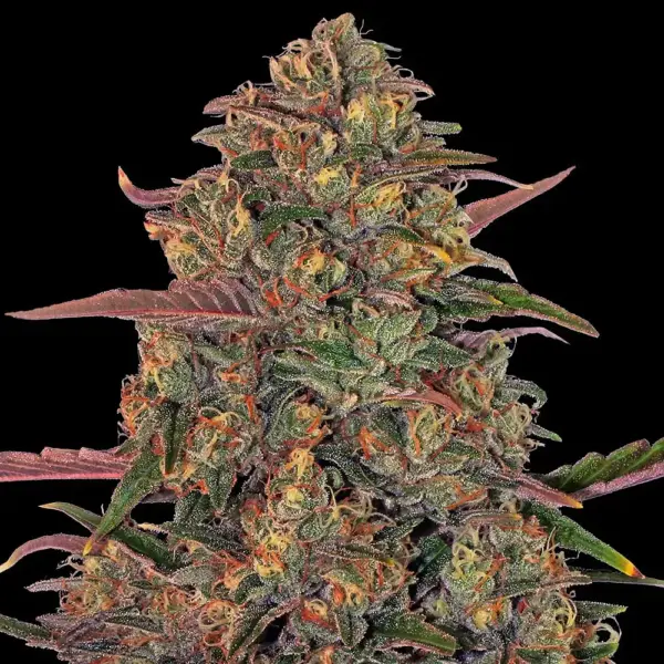 Pineapple Chunk (F) by Barney's Farm