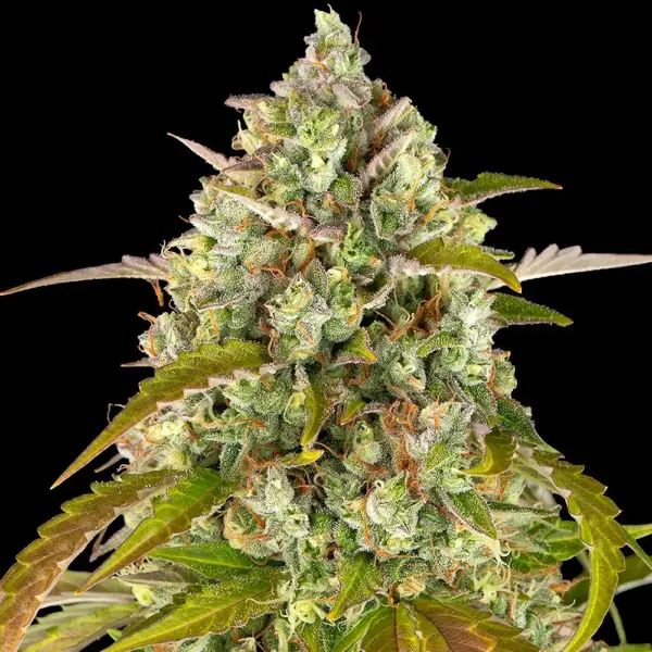 Pineapple Express Auto by Barney's Farm