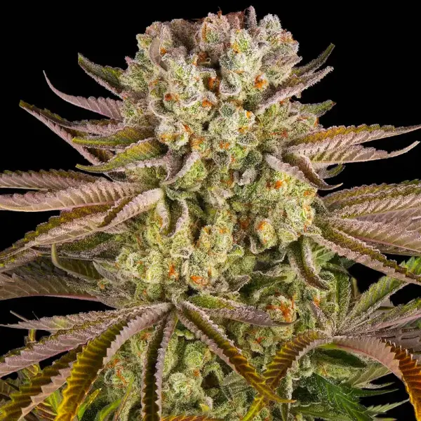 Pineapple Express (F) by Barney's Farm