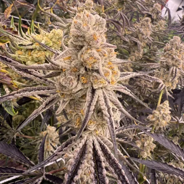 platinum ix cannabis seeds by in house genetics