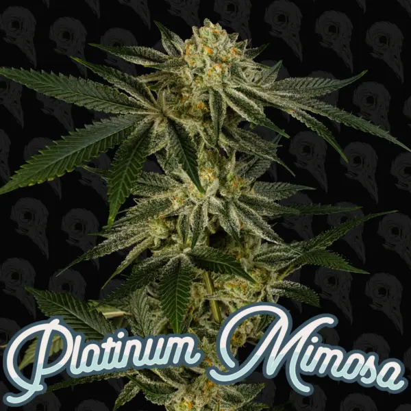 Platinum Mimosa (F) by Dirty Bird Genetics