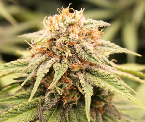 humboldy seed organization prizmatic fem weed seeds cannabis seeds marijuana seeds