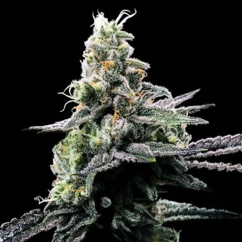 Purple Chocolope (F) by DNA Genetics