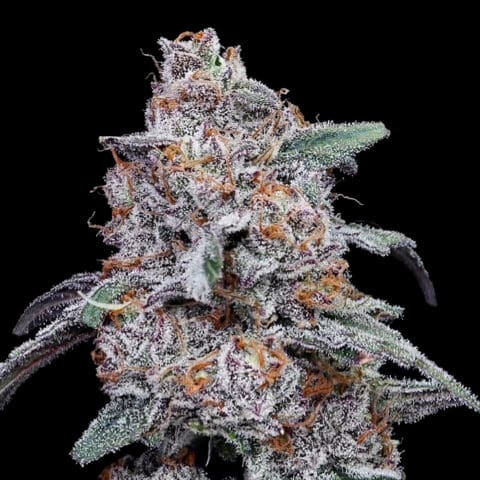 Purple People Eater Auto by DNA Genetics