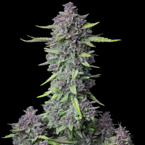 Purple Punch Auto Cannabis Seeds by Fastbuds
