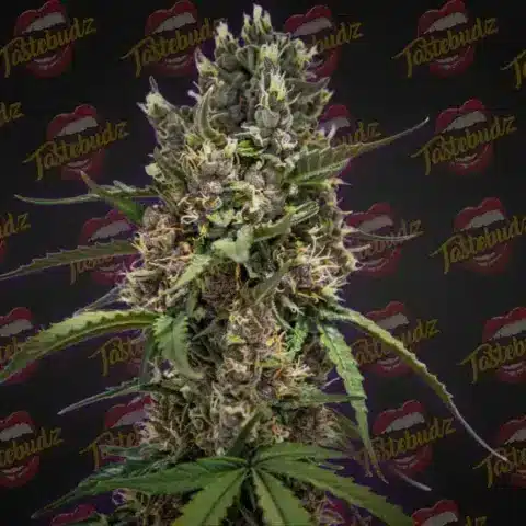 Close-up of a cannabis plant with dense buds and green leaves, featuring the Purple Punch Auto strain. The background showcases a repeated "Tastebudz" logo pattern with lips.