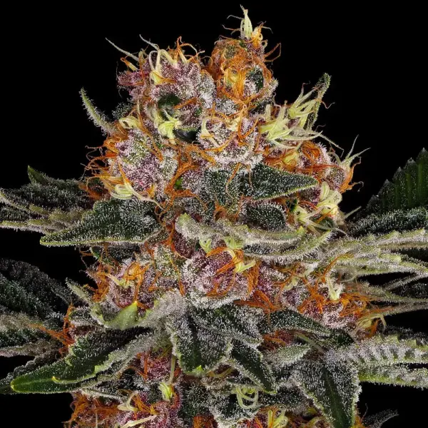 Purple Punch Auto by Barney's Farm