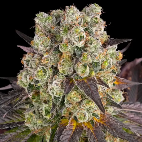 Purple Punch x Lemon Drizzle (F) by Barney's Farm
