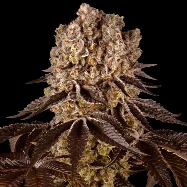 Purple Punch (F) by Barney's Farm