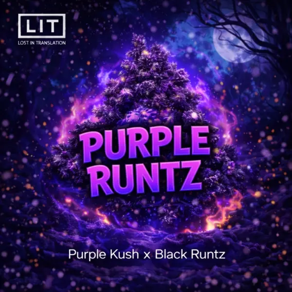 Purple Runtz Cannabis Seeds by Lit Farms