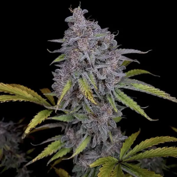 Purple Strawberry Popesicle Cannabis Seeds by Night Owl Seeds