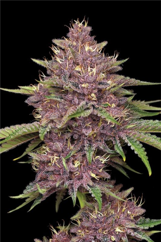 Humboldt Seed Co > Pumps