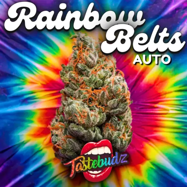 Rainbow Belts Auto cannabis seeds by Tastebudz