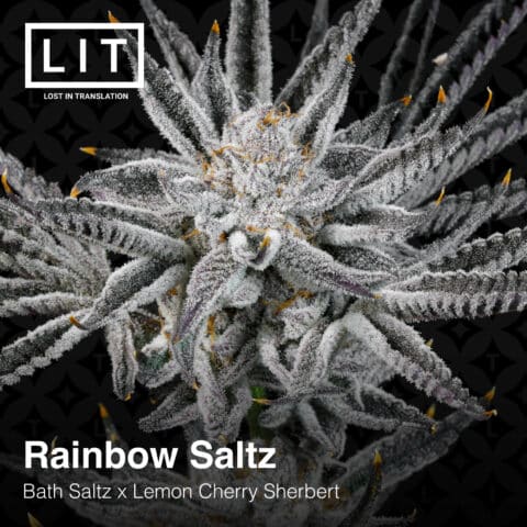 Rainbow Saltz (F) by LIT Farms