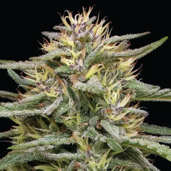Raspberry Parfait (F) by Humboldt Seed Co.
