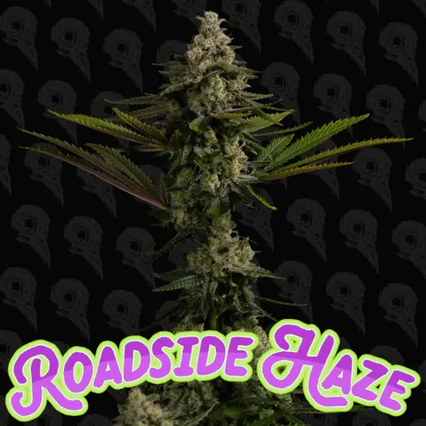 Roadside Haze (F) by Dirty Bird Genetics