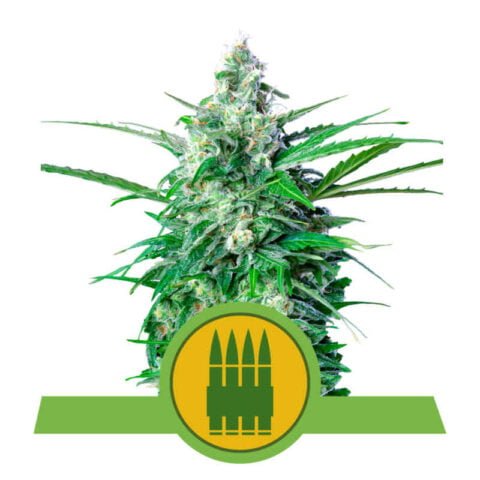 Royal Queen Seeds Royal AK Auto