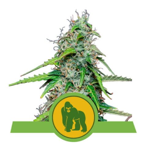 Royal Queen Seeds Royal Gorilla Auto