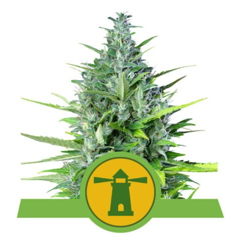 Royal Queen Seeds Royal Haze Auto