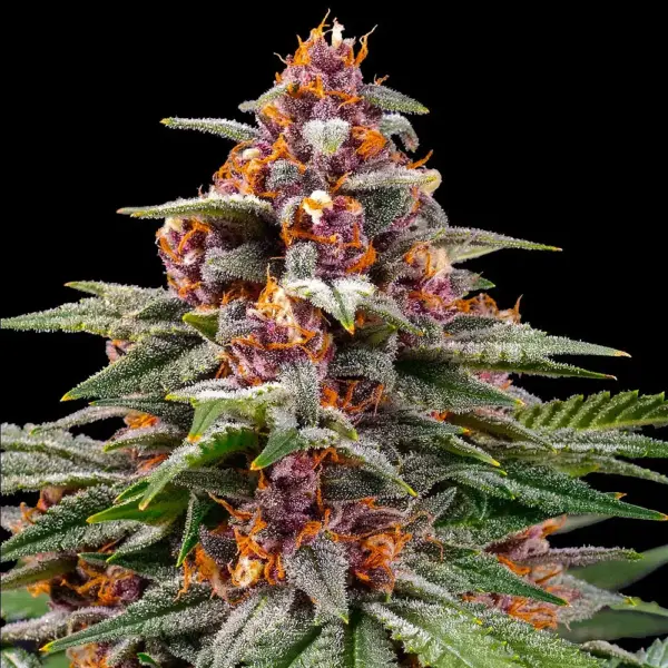 Runtz Auto by Barney's Farm
