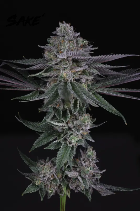 Sake' > Sin City Seeds