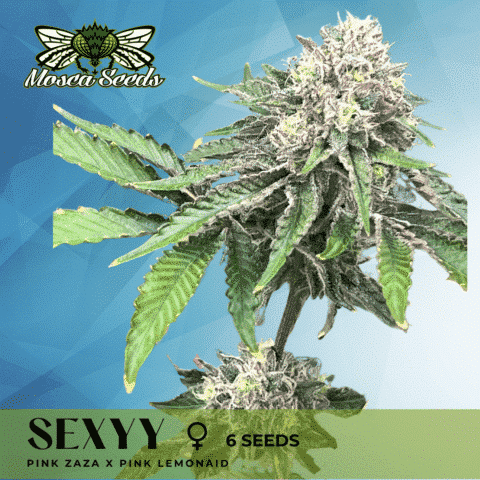 Mosca Seeds Sexyy