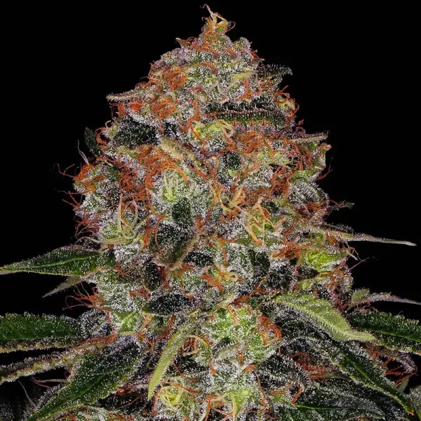 Shiskaberry (F) by Barney's Farm