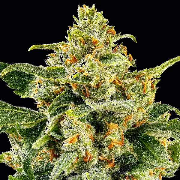 Skunk #1 Cannabis Seeds by Barney's Farm